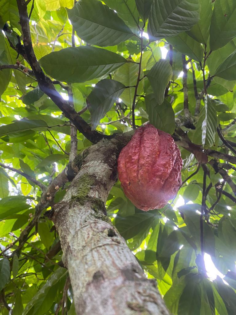 une cabosse dans la lumiere une cabosse dans la lumiere
